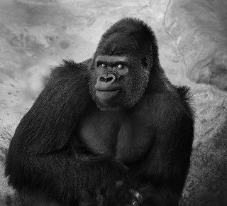 800_pound_gorilla.jpg