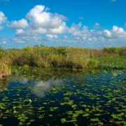 Photograph of the Everglades Anhinga Trail Pond, showing the aspect of Okeechobee's natural ecosystem. The image shows water lilies in the foreground of the pond, tall reed grasses in the background, and white fluffy clouds in a bright blue sky.