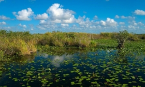 Photograph of the Everglades Anhinga Trail Pond, showing the aspect of Okeechobee's natural ecosystem. The image shows water lilies in the foreground of the pond, tall reed grasses in the background, and white fluffy clouds in a bright blue sky. 