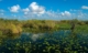 Photograph of the Everglades Anhinga Trail Pond, showing the aspect of Okeechobee's natural ecosystem. The image shows water lilies in the foreground of the pond, tall reed grasses in the background, and white fluffy clouds in a bright blue sky.