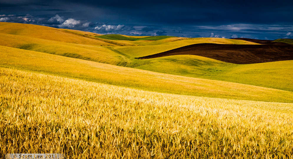 Picture showing golden fields of wheat stretching over rolling hills in front of snow-capped mountain chain visible over a deep-blue sky