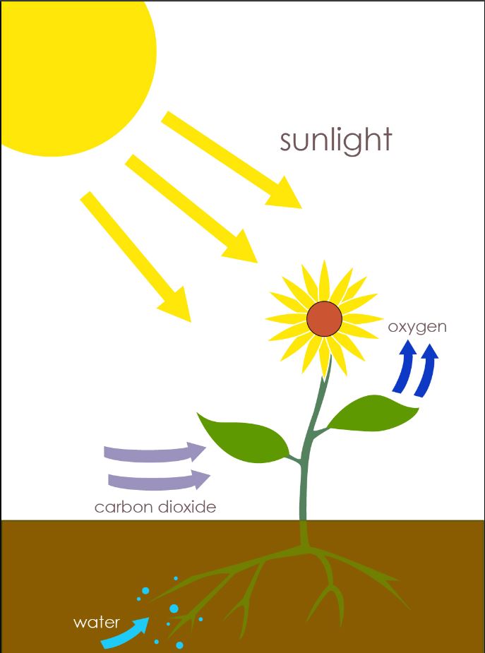 Diagram showing the basic process of photosynthesis: The sunflower absorbs the rays from the sun to absorb water and carbon dioxide and produce oxygen.