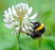 Close-up of a bumblebee balancing on a clover flower
