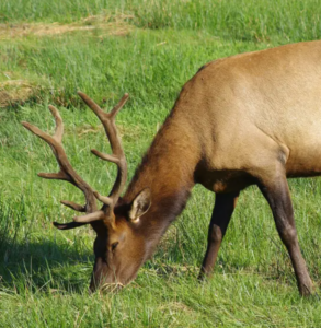 Photograph of bull elk grazing in a meadow