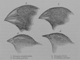 Pencil and paper sketch of four heads of finch species studied by Darwin