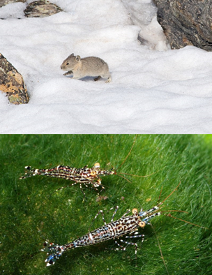 Split image showing two photographs, one of pikas and one of rock shrimp in their natural habitat. 