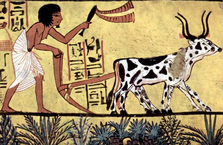 Photograph of Ancient Egyptian frieze showing a farmer plowing a field with the aid of a cow.