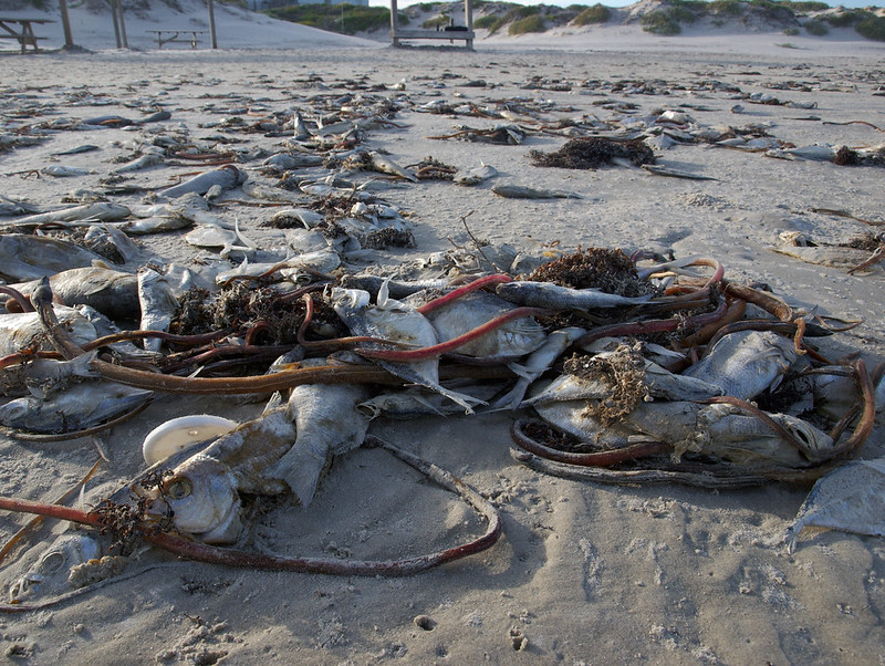 A beach covered with dead fish.