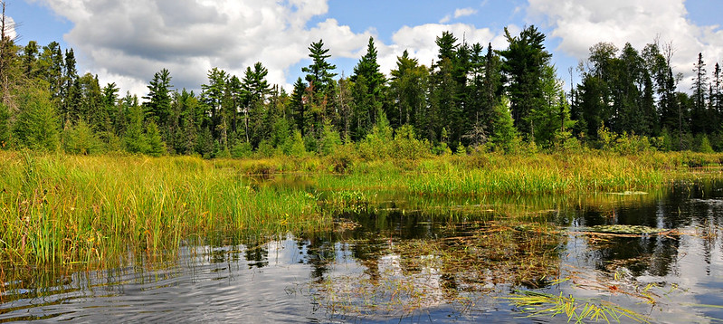 Water in the foreground, grasses in the midground, and pine trees in the foreground.