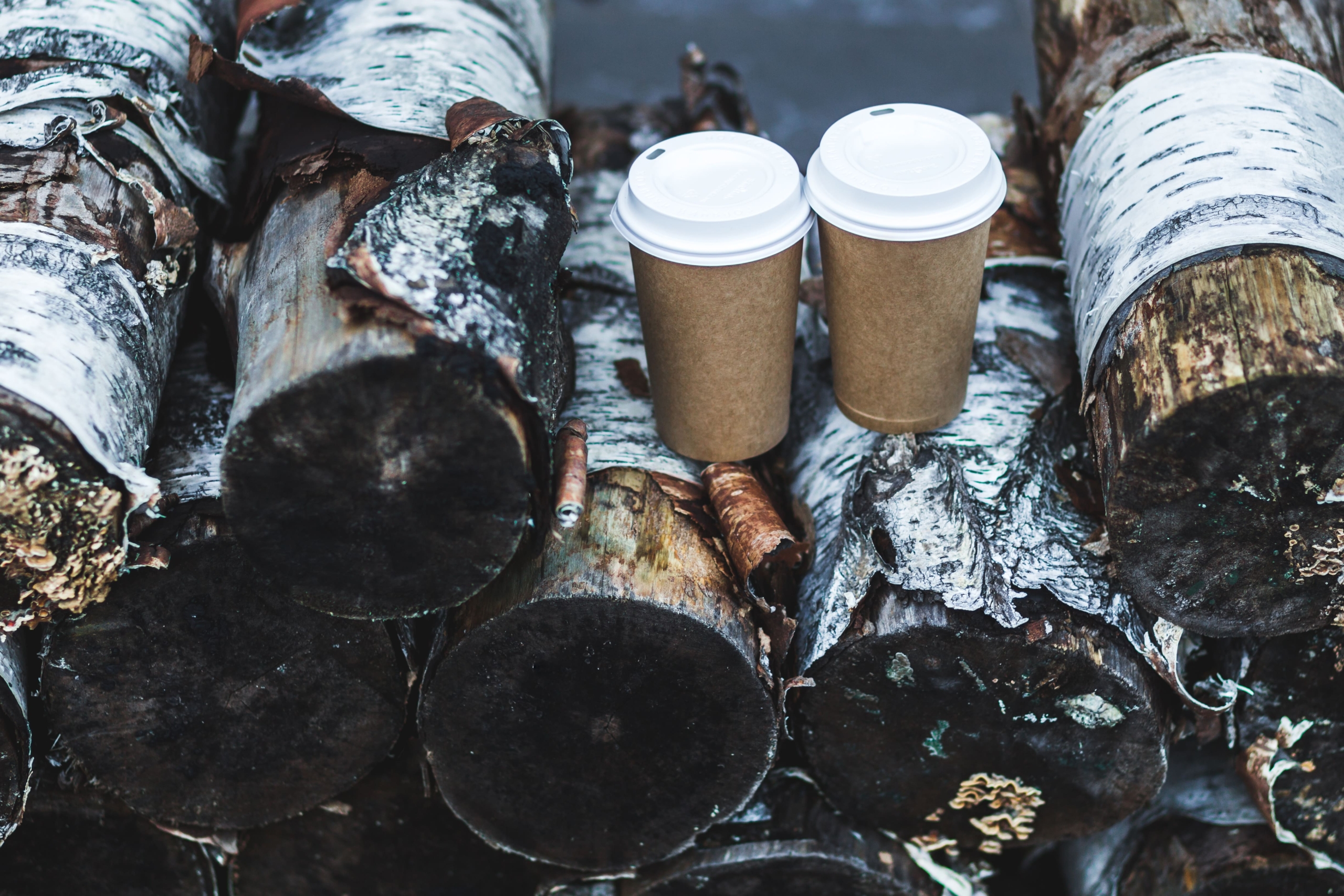 Two brown paper cups sit on top of some logs