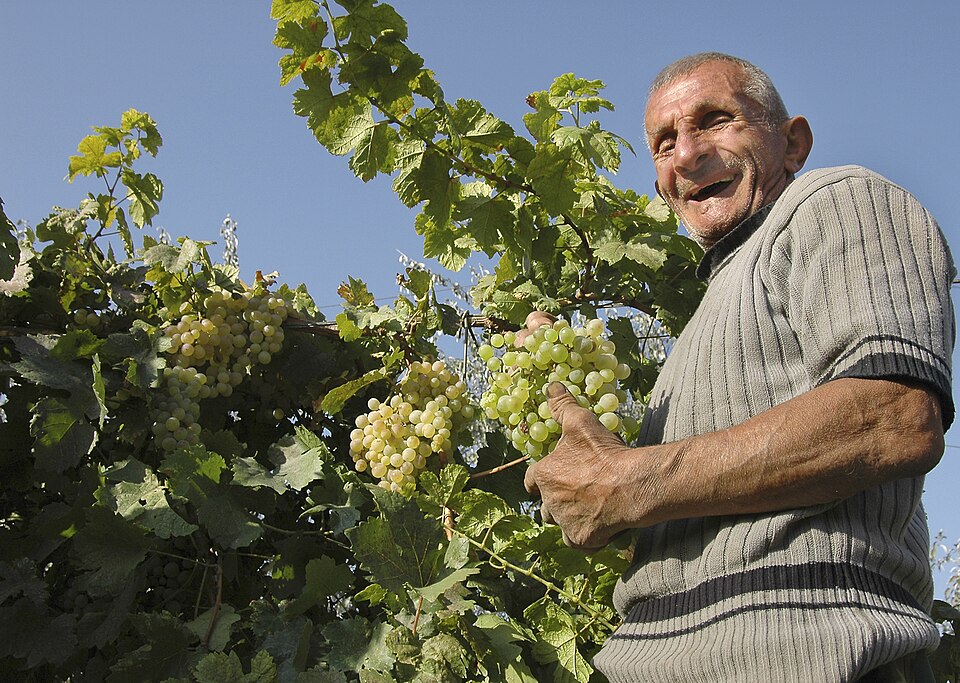 A middle-aged person holds a bunch of grapes on the vine, with a huge smile.