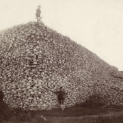 A giant pile of bison bones, with one person standing at the base and one on top.