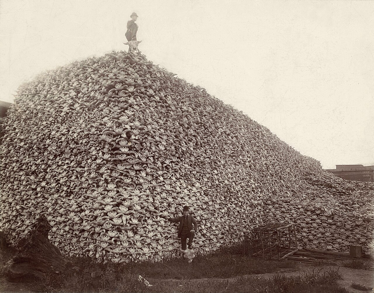 A giant pile of bison bones, with one person standing at the base and one on top.