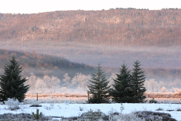 A late winter sunrise scene, with ice and snow-covered plants in the foreground, evergreens and icy trees midway below a thin layer of morning fog, and a softly sunlit Appalachian mountainside nearby in the background. 