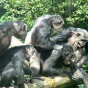 Chimpanzee fight