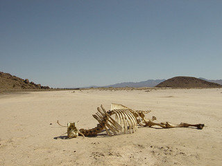 Dry Lake Bed with Cattle Skeleton