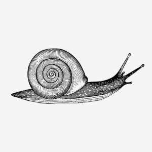 drawing of a snail