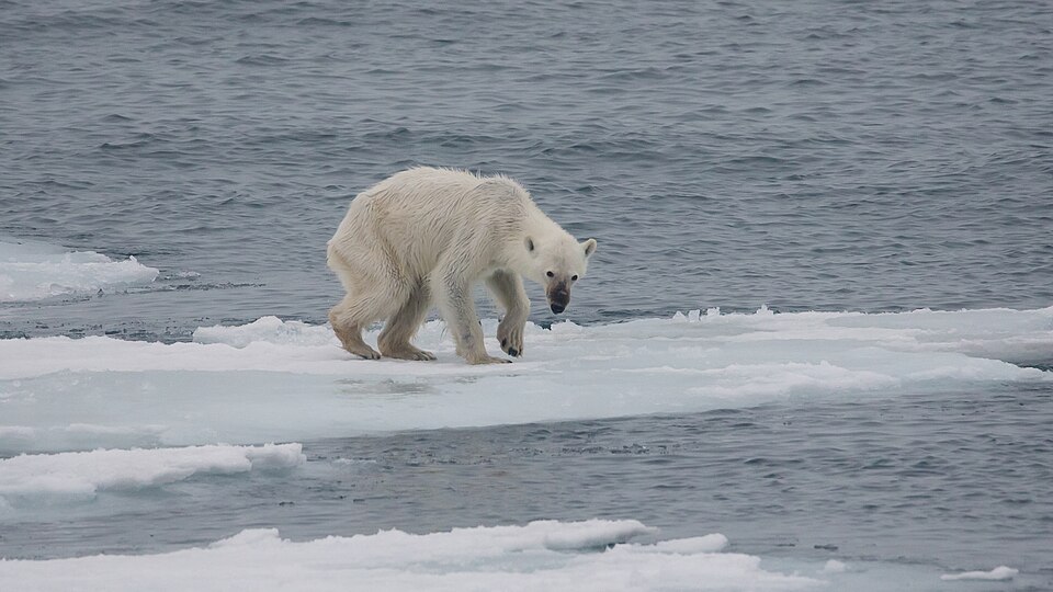 An emaciated, weak, and dying polar bear crouches on a melting ice drift in the Arctic ocean north of Svalbard.