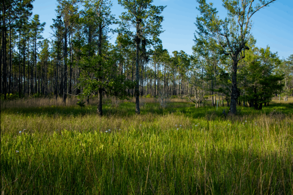 A green meadow in the foreground with pine trees and blue sky in the background.