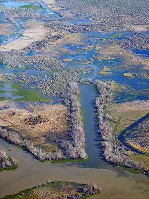 Aerial view of an oilfield canal in the Atchafalaya Delta in the Louisiana Bayou. The aerial view clearly captures how the canals break up the irregular wetland ecosystem with straight lines. 