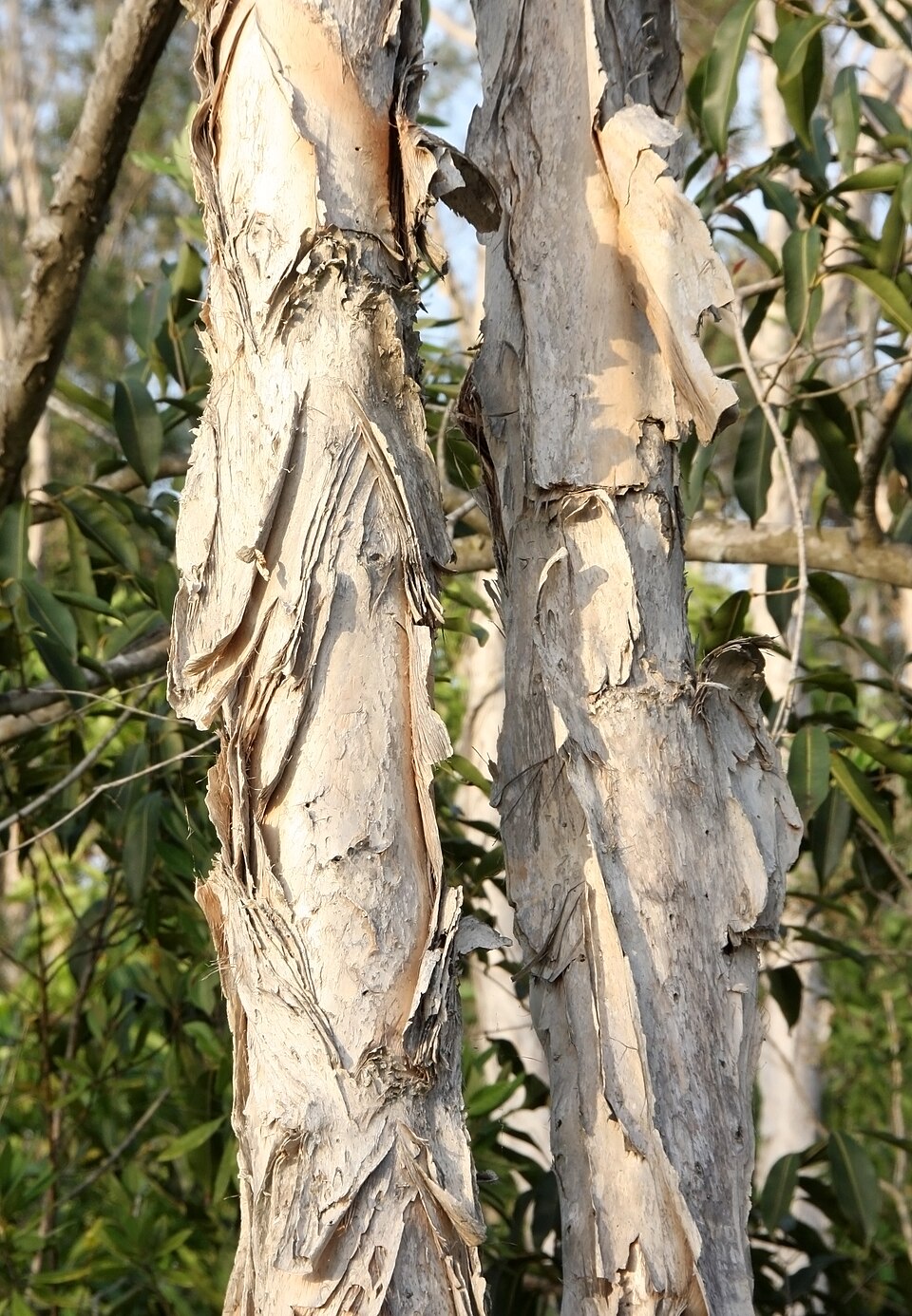 Two narrow tree trunks with papery, flaky bark.