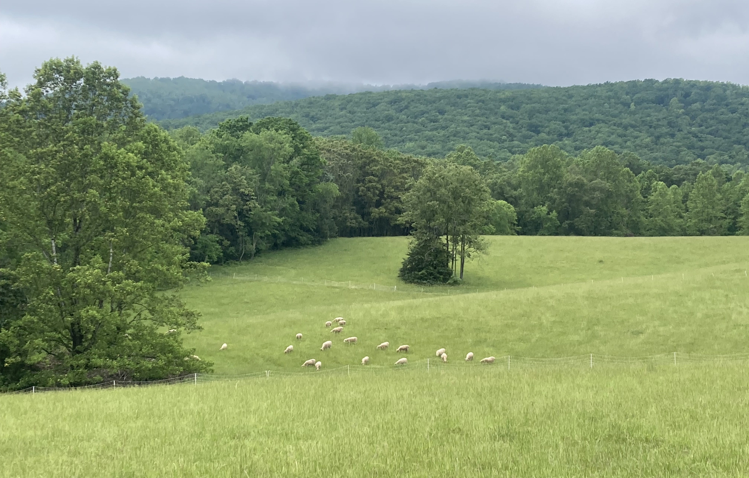 A green, rolling meadow doted with sheep, with forested hills in the background.
