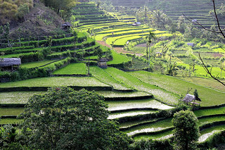 Rice Terrace