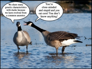 geese arguing, with their bubble thoughts