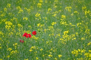 hedonism--Red flower amid a field of yellow flowers