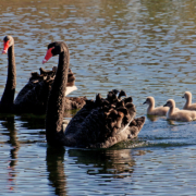 Two adult black swans with three swan chicks in the water