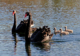 Two adult black swans with three swan chicks in the water