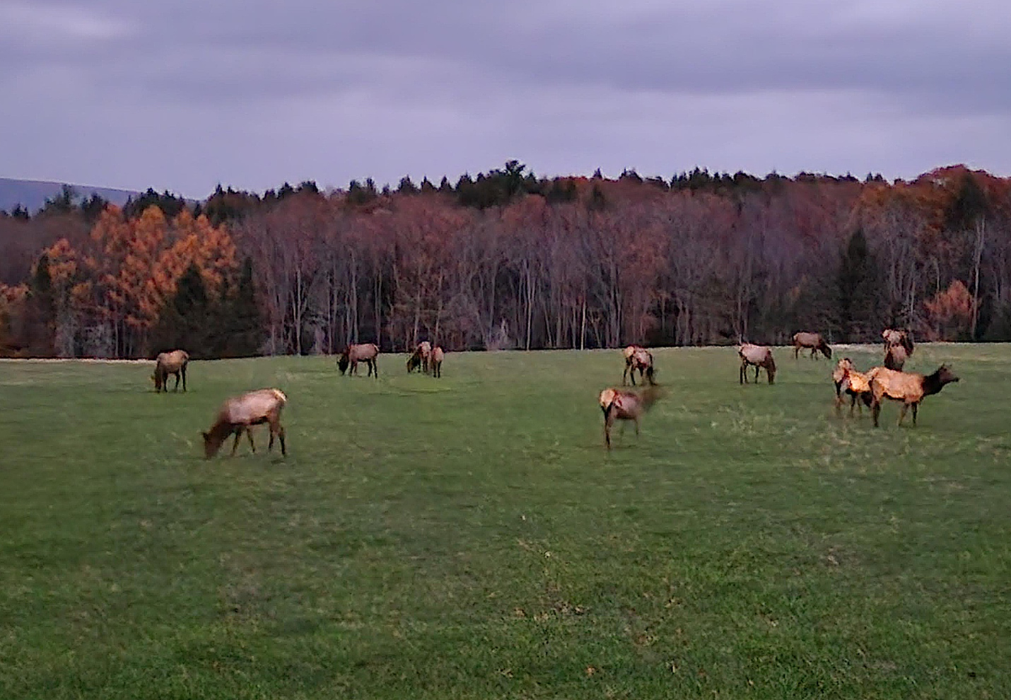 Elk stand scattered across an open field, with a dense forest in the background.