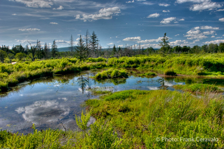 Alt Text: A blue sky with bright, wispy clouds reflects off a beaver pond surrounded by lush green wild plants and grasses at Canaan Valley National Wildlife Refuge. Appalachian mountains are seen in the distant background beyond a row of trees.