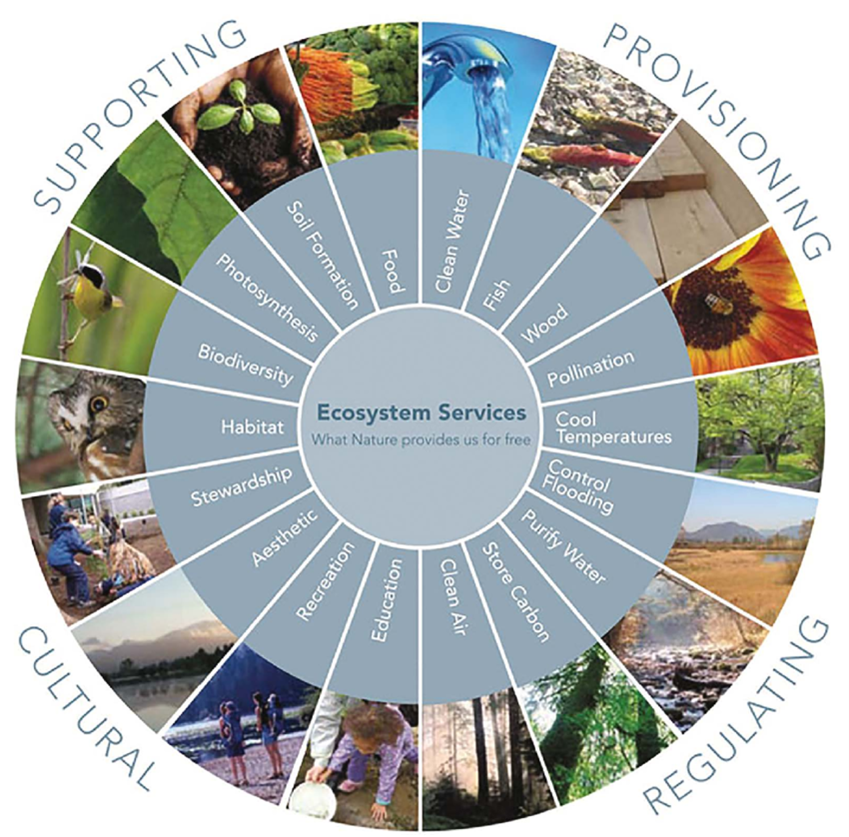Chart, in the form of a segmented circle, showing four categories of ecosystem services: supporting, provisioning, cultural, and regulating