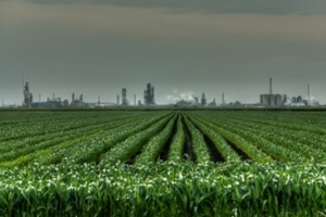 rows of green corn plant with a dark sky in the background