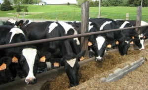 image of cows feeding at a trough