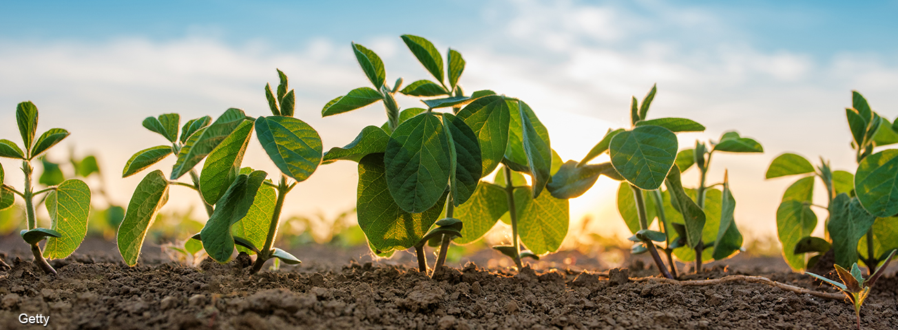 a row of soybean plants in a field, up close