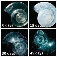 four images of a pteropod in acidic seawater over 45 days, showing progressive deterioration because of decalcification