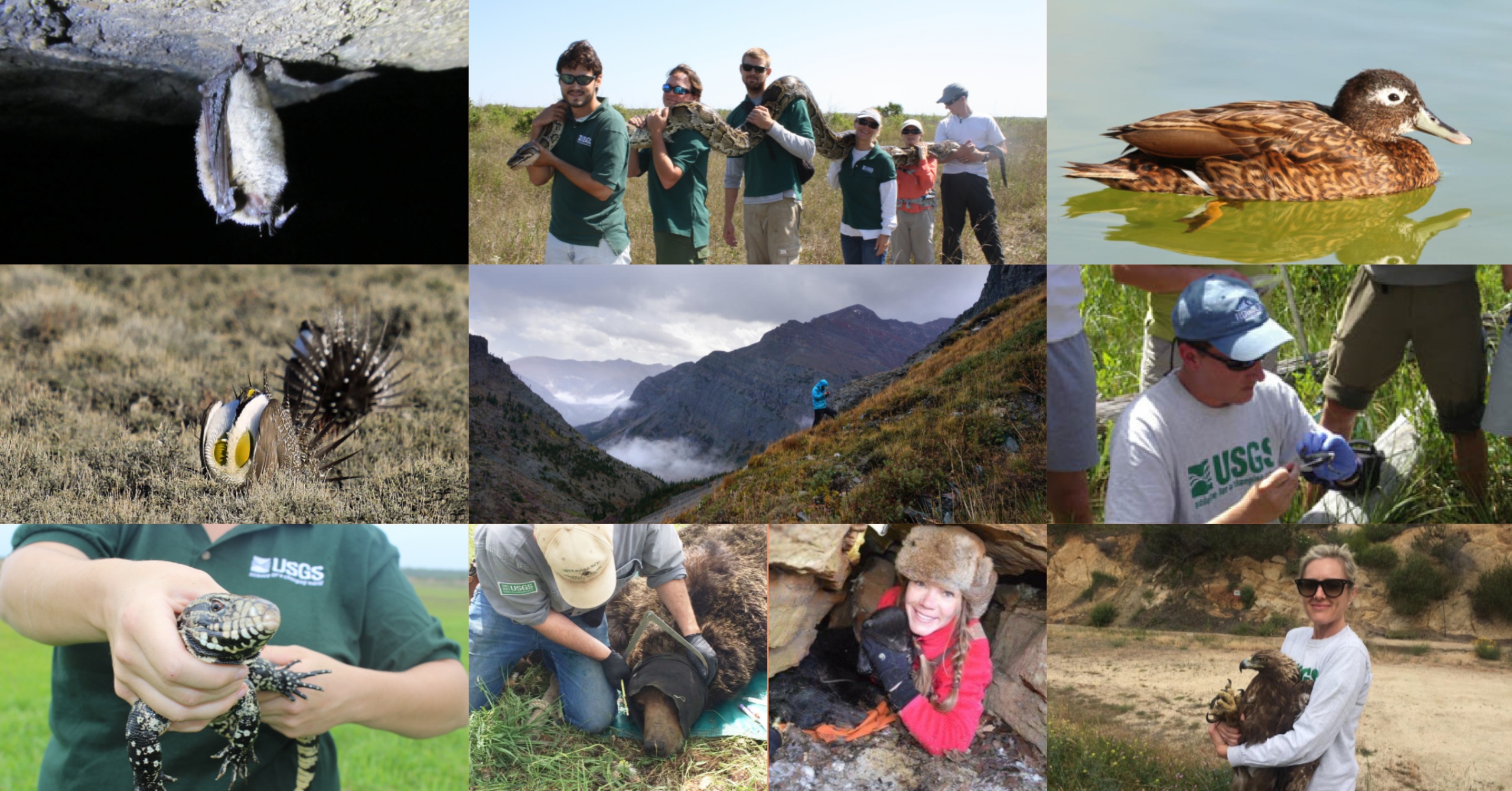 A collage of 10 photos of wildlife, natural landscapes, and people interacting with them.