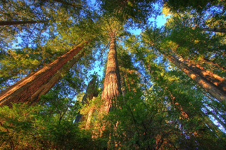 view of huge, towering coniferous trees from below