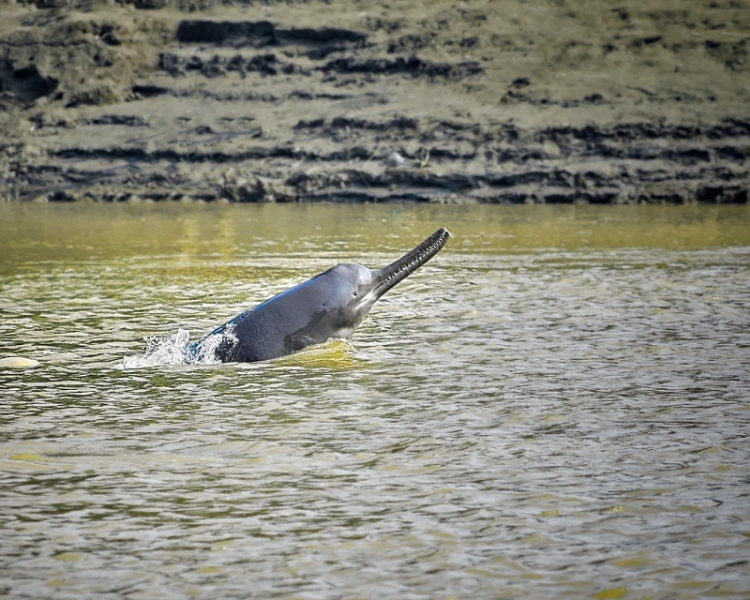 A river dolphin's head juts out from a body of brown water. The bank in the background looks muddy and degraded.