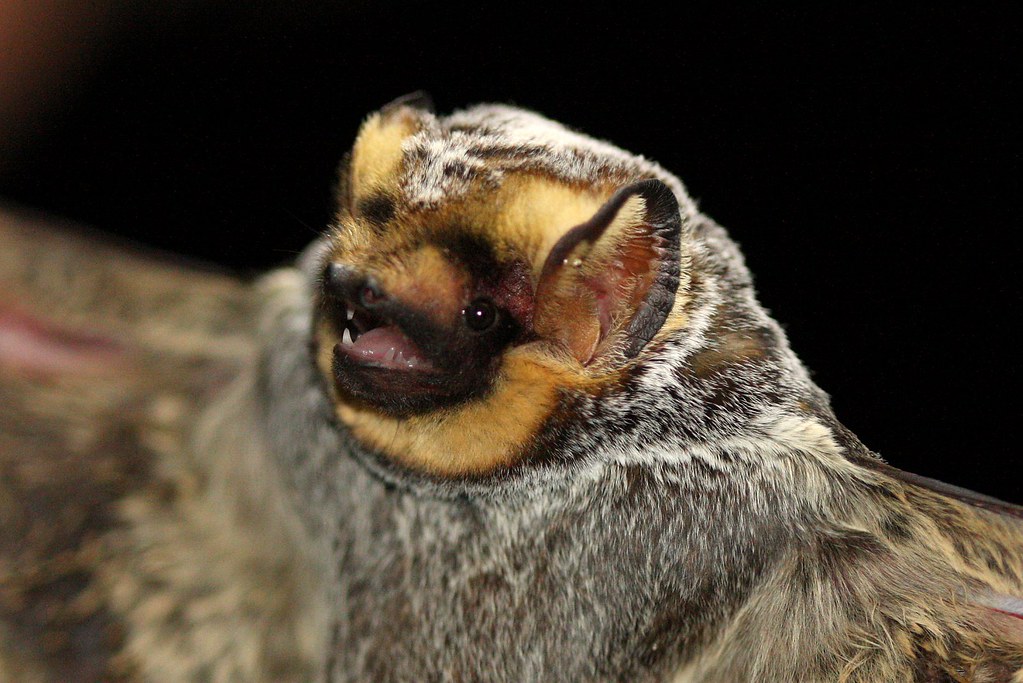 furry bat with mouth slightly open