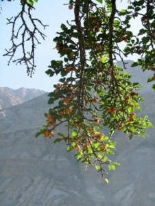 image of a downward leaning branch with low-hanging fruit