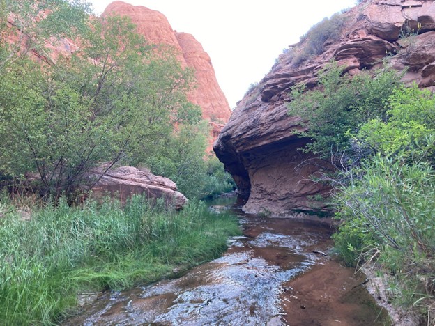 Unique, reddish rock formations emerge behind grasses and bushes.