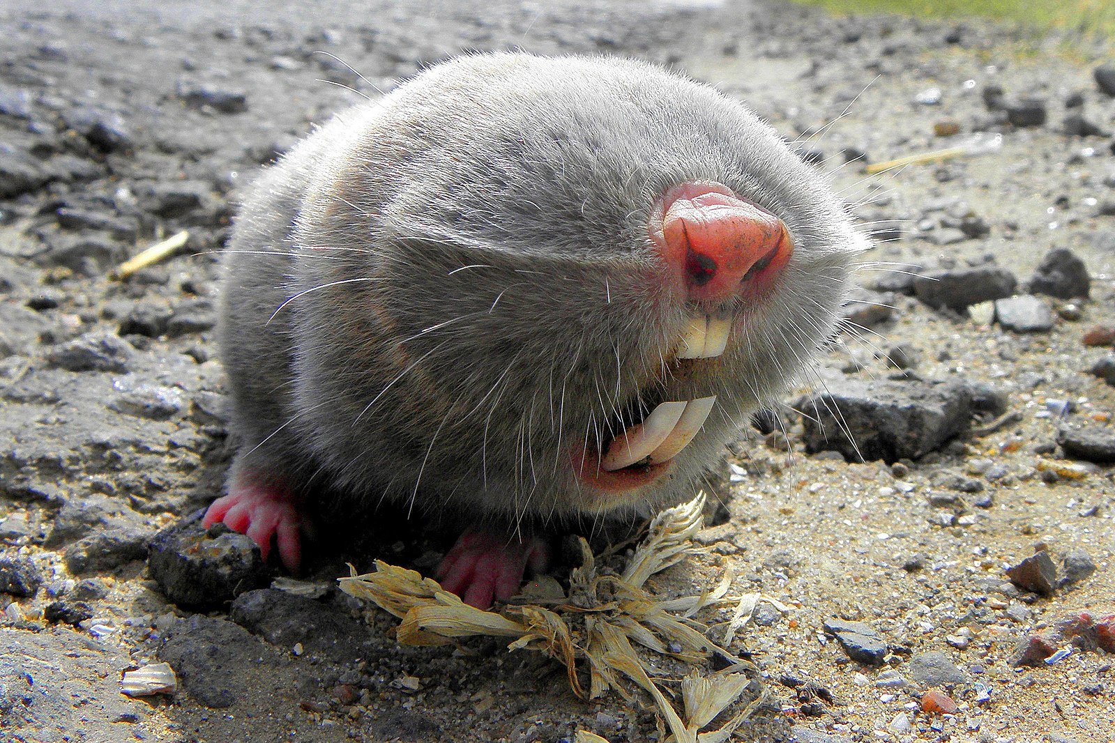 A sandy blind mole rat sitting on the ground with his large teeth showing.