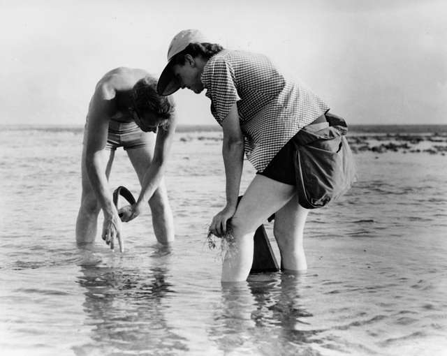 Rachel Carson and another biologist stand calf-deep in the water, stooping over to look below the surface.