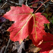An up-close of a red leaf, with twigs and fallen leaves in the background.