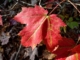 An up-close of a red leaf, with twigs and fallen leaves in the background.