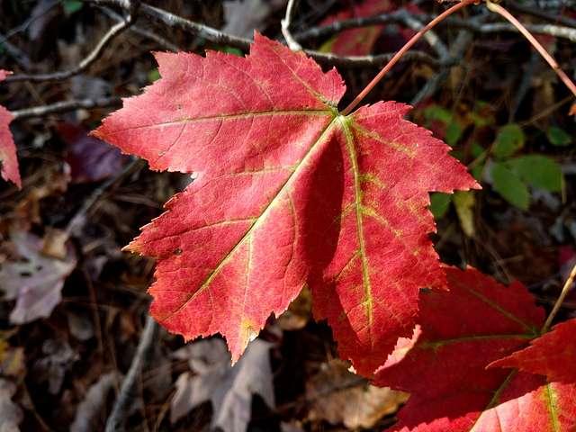 An up-close of a red leaf, with twigs and fallen leaves in the background.