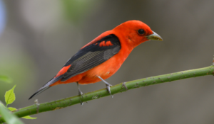 image of a bright red scarlet tanager sittin on a tree branch